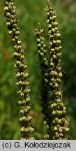 Veronica longifolia ssp. maritimum (przetacznik długolistny)