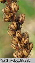 Veronica longifolia (przetacznik długolistny)
