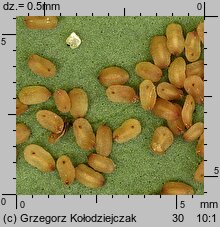 Veronica longifolia (przetacznik długolistny)
