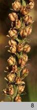 Veronica longifolia (przetacznik długolistny)
