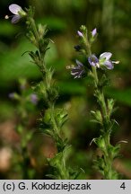 Veronica officinalis (przetacznik leśny)