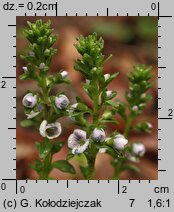 Veronica serpyllifolia (przetacznik macierzankowy)