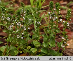 Veronica serpyllifolia (przetacznik macierzankowy)