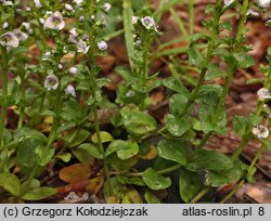 Veronica serpyllifolia (przetacznik macierzankowy)