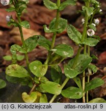 Veronica serpyllifolia (przetacznik macierzankowy)