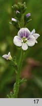 Veronica serpyllifolia (przetacznik macierzankowy)