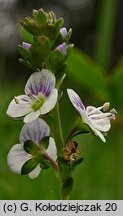 Veronica serpyllifolia (przetacznik macierzankowy)