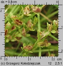 Veronica serpyllifolia (przetacznik macierzankowy)