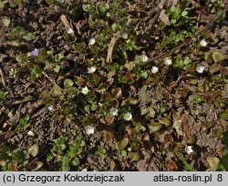Veronica agrestis (przetacznik rolny)