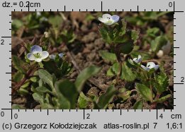Veronica agrestis (przetacznik rolny)