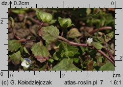 Veronica agrestis (przetacznik rolny)