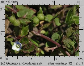 Veronica agrestis (przetacznik rolny)