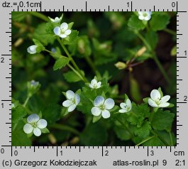 Veronica agrestis (przetacznik rolny)