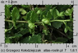 Veronica agrestis (przetacznik rolny)