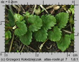 Veronica agrestis (przetacznik rolny)