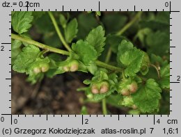 Veronica agrestis (przetacznik rolny)
