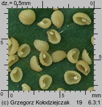 Veronica agrestis (przetacznik rolny)