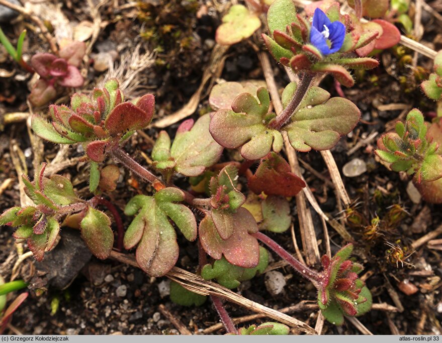 Veronica triphyllos (przetacznik trójlistkowy)