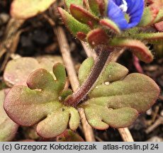 Veronica triphyllos (przetacznik trójlistkowy)