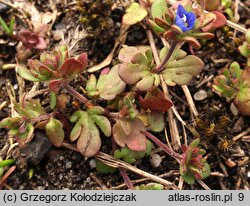 Veronica triphyllos (przetacznik trójlistkowy)