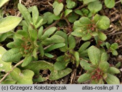 Veronica triphyllos (przetacznik trójlistkowy)