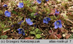 Veronica triphyllos (przetacznik trójlistkowy)