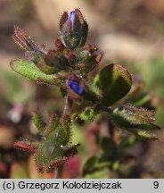 Veronica triphyllos (przetacznik trójlistkowy)