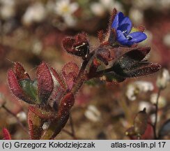 Veronica triphyllos (przetacznik trójlistkowy)