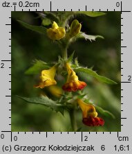 Melampyrum nemorosum (pszeniec gajowy)