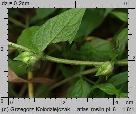 Melampyrum nemorosum (pszeniec gajowy)