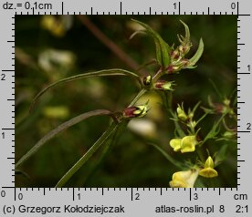 Melampyrum pratense (pszeniec zwyczajny)