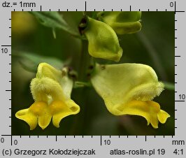 Melampyrum pratense (pszeniec zwyczajny)