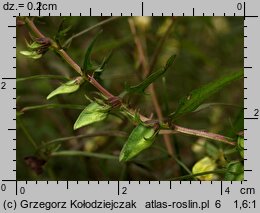 Melampyrum pratense (pszeniec zwyczajny)