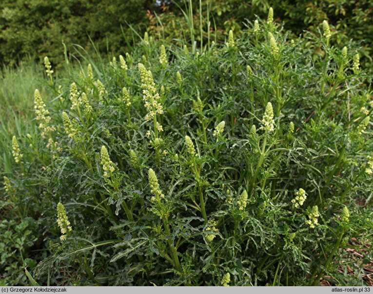 Reseda lutea (rezeda żółta)