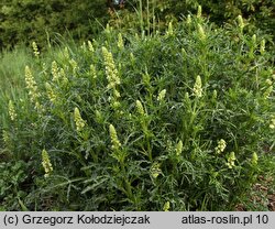 Reseda lutea (rezeda żółta)