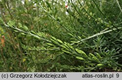 Reseda lutea (rezeda żółta)