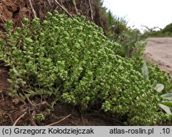 Sedum acre (rozchodnik ostry)