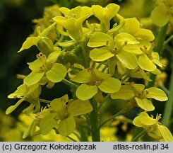 Bunias orientalis (rukiewnik wschodni)