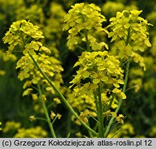 Bunias orientalis (rukiewnik wschodni)