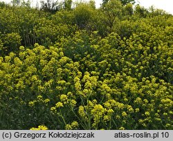 Bunias orientalis (rukiewnik wschodni)