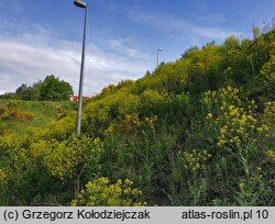 Bunias orientalis (rukiewnik wschodni)