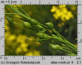 Bunias orientalis (rukiewnik wschodni)