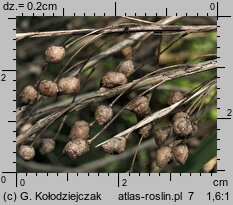 Bunias orientalis (rukiewnik wschodni)