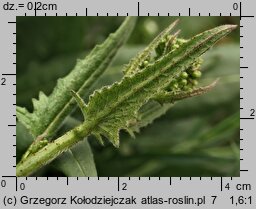 Bunias orientalis (rukiewnik wschodni)