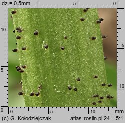 Bunias orientalis (rukiewnik wschodni)