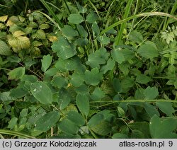 Thalictrum aquilegiifolium (rutewka orlikolistna)