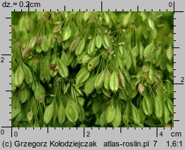 Thalictrum aquilegiifolium (rutewka orlikolistna)