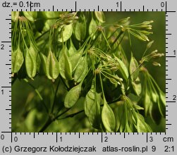 Thalictrum aquilegiifolium (rutewka orlikolistna)