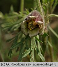 Pulsatilla pratensis (sasanka łąkowa)