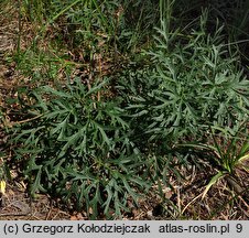 Pulsatilla pratensis (sasanka łąkowa)